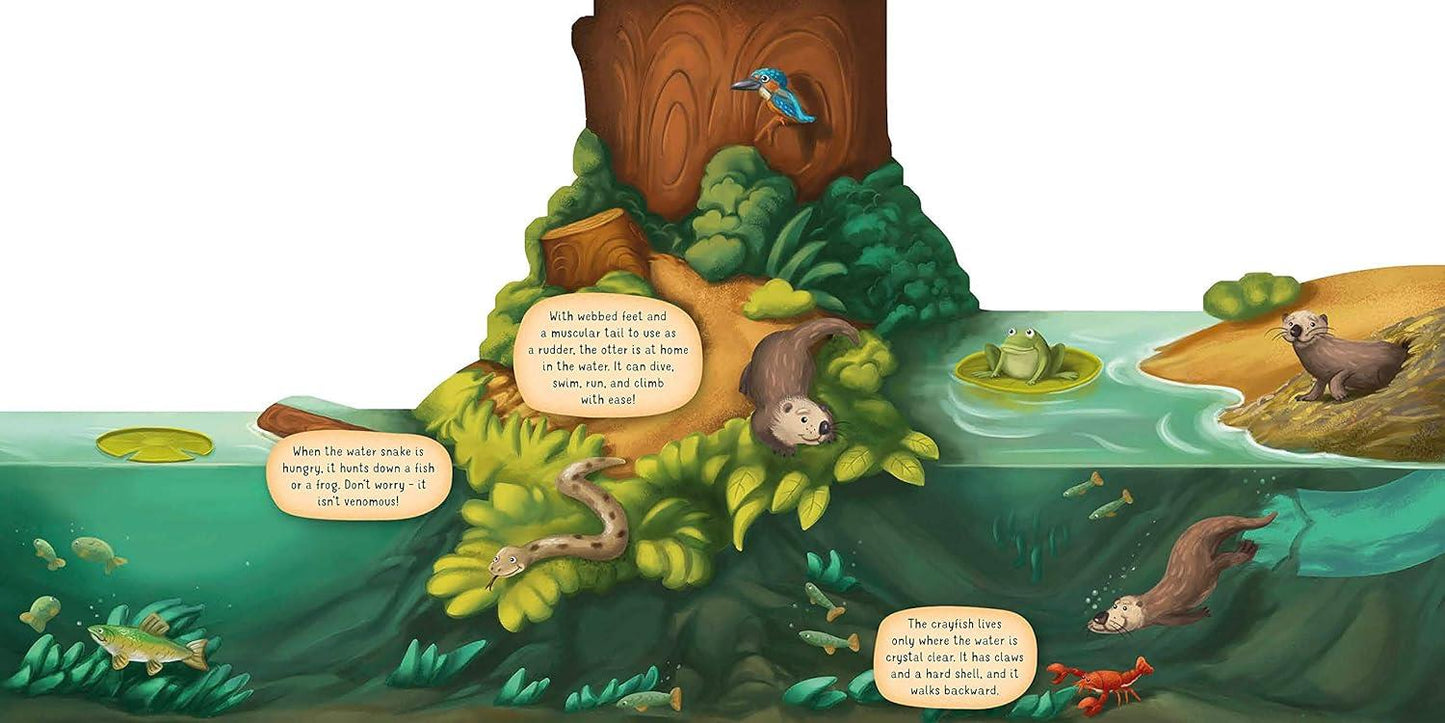 Nature Along the Riverbank – Interactive Board Book