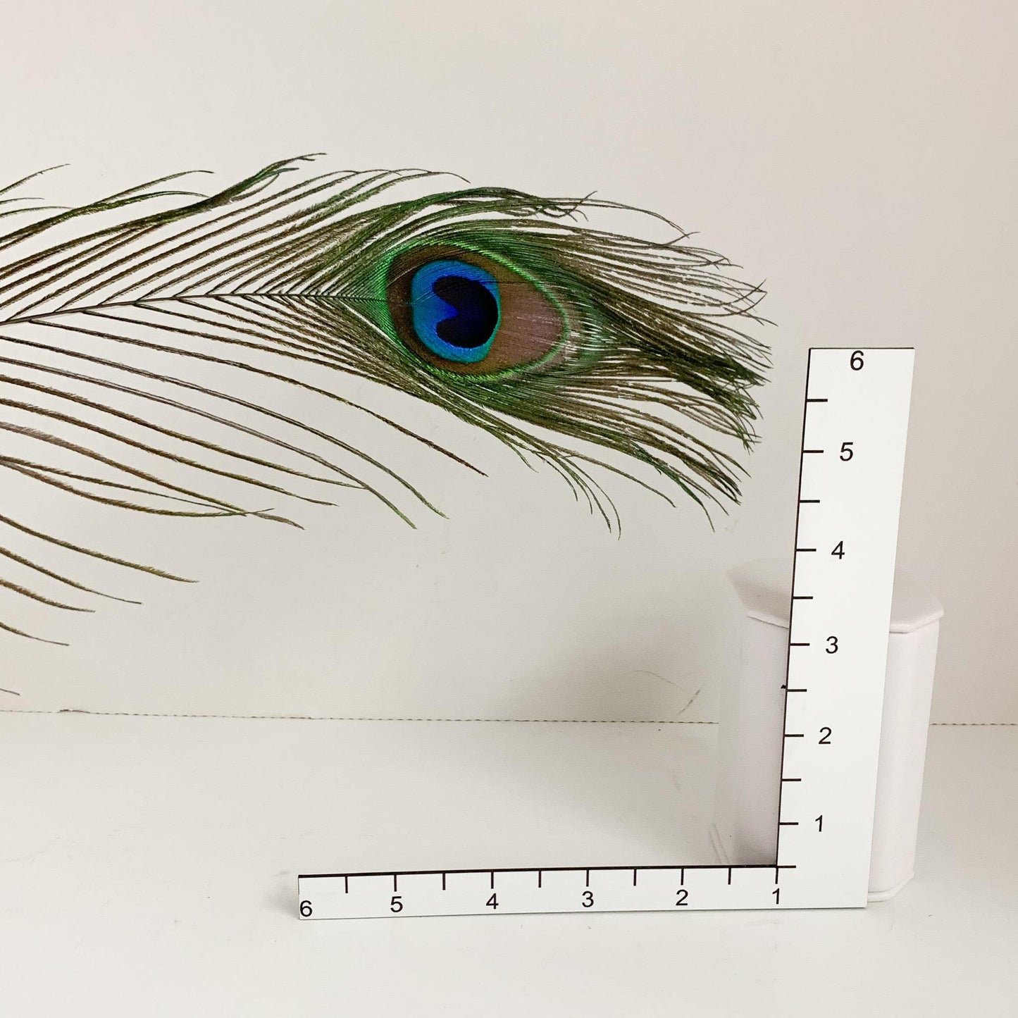 Peacock Feather