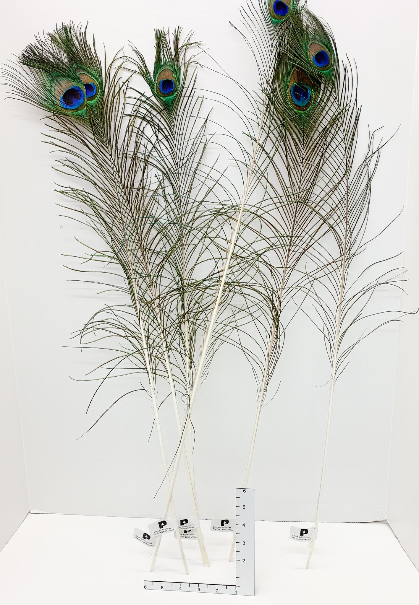 Peacock Feather