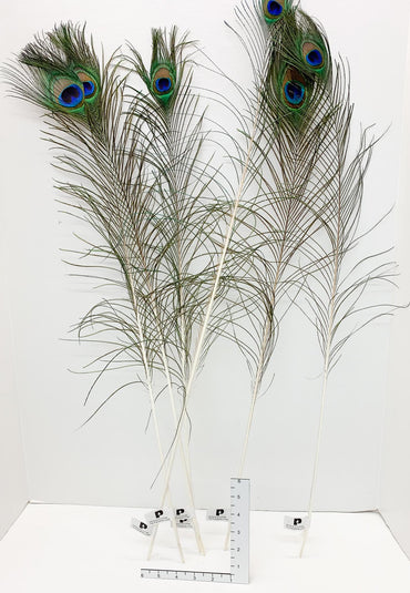 Peacock Feather