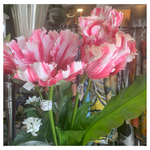 Parrot Tulip Flower