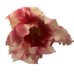 Parrot Tulip Flower