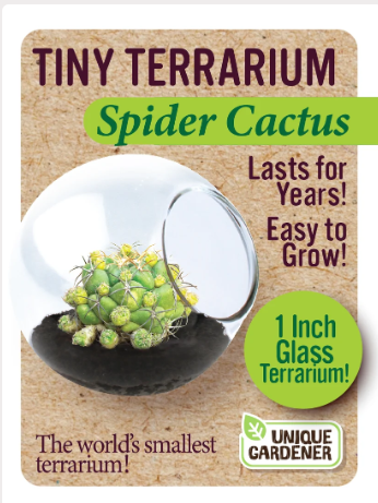Grow Your Own Spider Cactus – Tiny Glass Terrarium