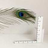 Peacock Feather (set of 6)