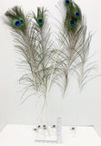 Peacock Feather