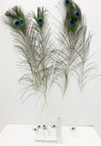 Peacock Feather (set of 6)