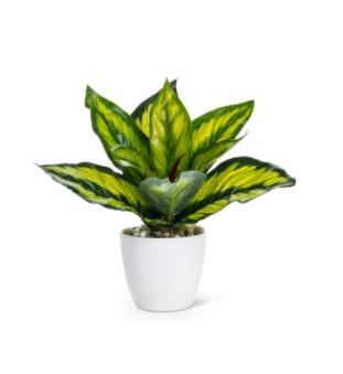 Verigated Potted Plant - Rubies Inc., Chatham Ontario, CANADA